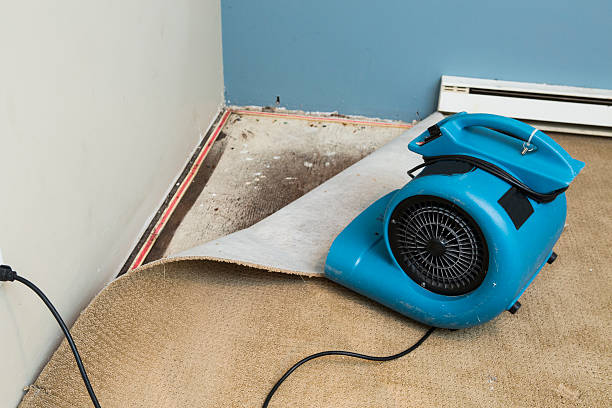 Best Carpet water damage restoration  in Wheaton, IL